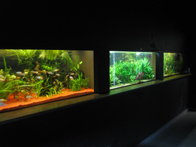 &copy; Zierfischfreunde Immenhausen-Holzhausen